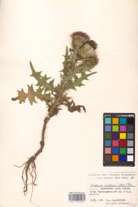 Cirsium vulgare (Savi) Ten., Eastern Europe, Moscow region (E4a) (Russia)