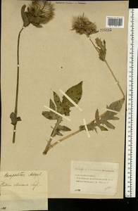 Cirsium oleraceum (L.) Scop., Eastern Europe, Volga-Kama region (E7) (Russia)