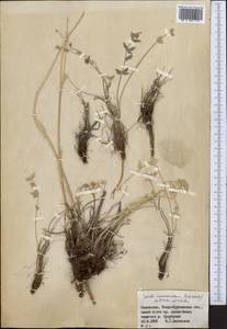 Seseli mucronatum (Schrenk) Pimenov & Sdobnina, Middle Asia, Dzungarian Alatau & Tarbagatai (M5) (Kazakhstan)