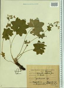 Alchemilla stellaris Juz., Eastern Europe, Central forest region (E5) (Russia)