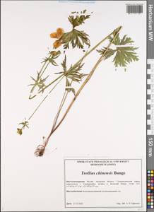 Trollius chinensis Bunge, Siberia, Russian Far East (S6) (Russia)