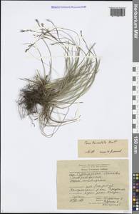 Carex lanceolata Boott, Siberia, Baikal & Transbaikal region (S4) (Russia)