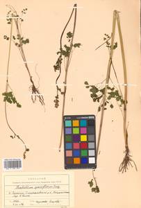 Thalictrum sparsiflorum Turcz. ex Fisch. & C. A. Mey., Siberia, Russian Far East (S6) (Russia)