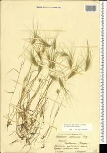 Taeniatherum caput-medusae (L.) Nevski, Crimea (KRYM) (Russia)