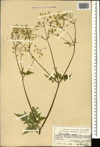 Chaerophyllum aureum L., Caucasus, Stavropol Krai, Karachay-Cherkessia & Kabardino-Balkaria (K1b) (Russia)