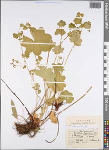 Alchemilla amphipsila Juz., Eastern Europe, Northern region (E1) (Russia)