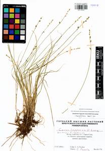 Carex lapponica O.Lang, Siberia, Western Siberia (S1) (Russia)