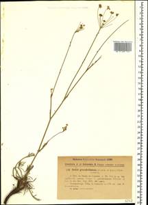 Seseli grandivittatum (Sommier & Levier) Schischk., Caucasus, Georgia (K4) (Georgia)