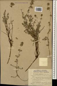 Asperula glomerata (M.Bieb.) Griseb., Caucasus, Georgia (K4) (Georgia)