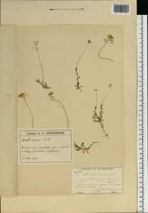 Draba sibirica (Pall.) Thell., Eastern Europe, Moscow region (E4a) (Russia)