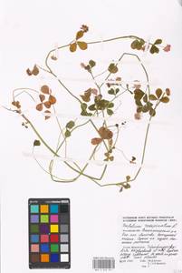 Trifolium resupinatum L., Eastern Europe, Moscow region (E4a) (Russia)