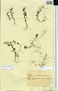 Galium boreale L., Eastern Europe, West Ukrainian region (E13) (Ukraine)