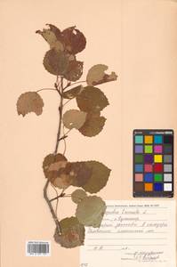 Populus tremula var. davidiana (Dode) C. K. Schneid., Siberia, Russian Far East (S6) (Russia)