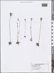 Androsace septentrionalis L., Eastern Europe, Middle Volga region (E8) (Russia)