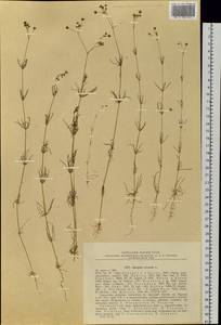 Spergula arvensis L., Siberia, Russian Far East (S6) (Russia)