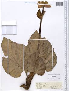 Rheum turkestanicum Janisch, Middle Asia, Northern & Central Tian Shan (M4) (Kazakhstan)