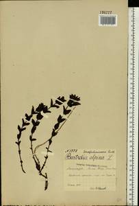 Bartsia alpina L., Eastern Europe, Northern region (E1) (Russia)