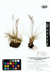 Ptilagrostis junatovii Grubov, Siberia, Baikal & Transbaikal region (S4) (Russia)