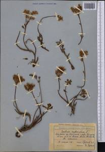 Phedimus hybridus (L.) 't Hart, Middle Asia, Northern & Central Tian Shan (M4) (Kazakhstan)