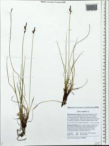 Carex cespitosa L., Eastern Europe, Northern region (E1) (Russia)