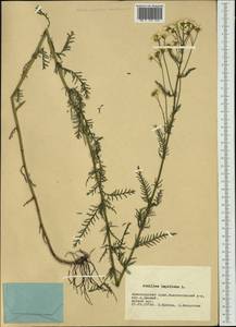 Achillea impatiens L., Siberia, Altai & Sayany Mountains (S2) (Russia)