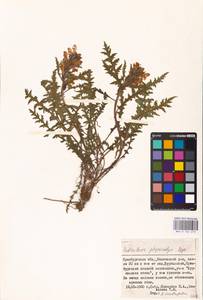 MHA 0 162 273, Pedicularis physocalyx Bunge, Eastern Europe, Eastern region (E10) (Russia)