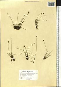 Juncus biglumis L., Siberia, Russian Far East (S6) (Russia)