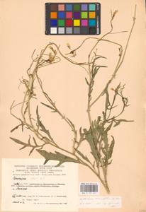 Diplotaxis tenuifolia (L.) DC., Eastern Europe, Lithuania (E2a) (Lithuania)