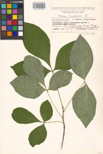 Ptelea trifoliata L., Eastern Europe, Moscow region (E4a) (Russia)