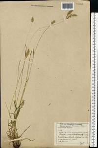 Anthoxanthum odoratum L., Eastern Europe, Central forest-and-steppe region (E6) (Russia)