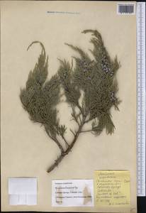 Juniperus scopulorum Sarg., America (AMER) (United States)