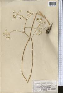 Galagania ferganensis (Korovin) M. G. Vassiljeva & Pimenov, Middle Asia, Pamir & Pamiro-Alai (M2) (Kyrgyzstan)