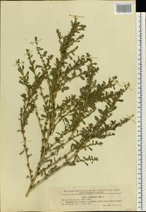 Amaranthus albus L., Eastern Europe, Moldova (E13a) (Moldova)