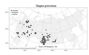 Gagea granulosa Turcz., Atlas of the Russian Flora (FLORUS) (Russia)