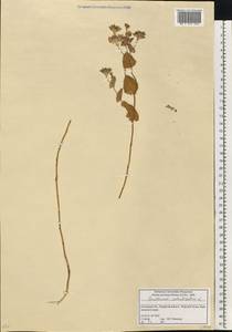 Bupleurum rotundifolium L., Eastern Europe, Rostov Oblast (E12a) (Russia)