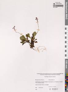 Micranthes calycina (Sternb.) Gornall & H.Ohba, Siberia, Chukotka & Kamchatka (S7) (Russia)