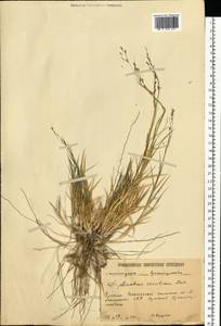 Cleistogenes serotina (L.) Keng, Eastern Europe, Lower Volga region (E9) (Russia)