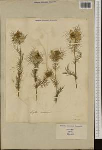 Nigella damascena L., Western Europe (EUR) (Italy)