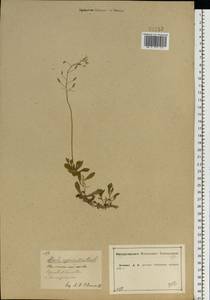 Draba sibirica (Pall.) Thell., Eastern Europe, Central forest-and-steppe region (E6) (Russia)