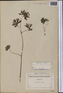 Geranium columbinum L., America (AMER) (Not classified)