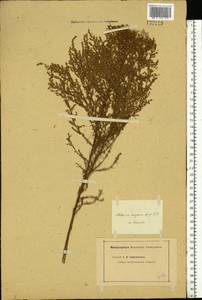 Artemisia scoparia Waldst. & Kit., Eastern Europe, Lower Volga region (E9) (Russia)