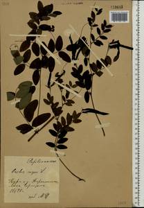 Lathyrus niger (L.) Bernh., Eastern Europe, Central forest-and-steppe region (E6) (Russia)