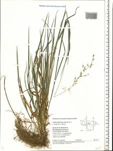 Arrhenatherum elatius (L.) P.Beauv. ex J.Presl & C.Presl., Eastern Europe, Central region (E4) (Russia)