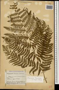 Pteridium aquilinum subsp. aquilinum, Caucasus, Abkhazia (K4a) (Abkhazia)