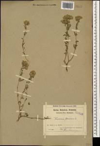 Teucrium polium L., Caucasus, Azerbaijan (K6) (Azerbaijan)