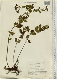 Origanum vulgare L., Siberia, Central Siberia (S3) (Russia)