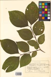 Philadelphus tenuifolius Rupr. & Maxim., Siberia, Russian Far East (S6) (Russia)