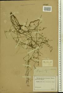 Cynanchica pyrenaica subsp. cynanchica (L.) P.Caputo & Del Guacchio, Eastern Europe, Rostov Oblast (E12a) (Russia)