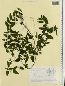 Scutellaria galericulata L., Eastern Europe, Central region (E4) (Russia)