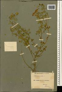 Lotus corniculatus L., Caucasus, Abkhazia (K4a) (Abkhazia)